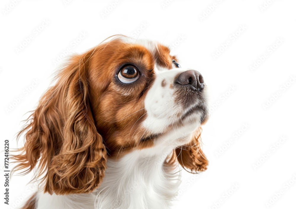 A Closeup Portrait of a Cavalier King Charles, Gentle Gaze, White Background