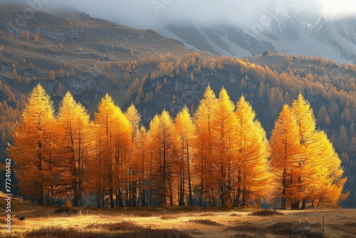 Golden lark trees in autumn in switzerland