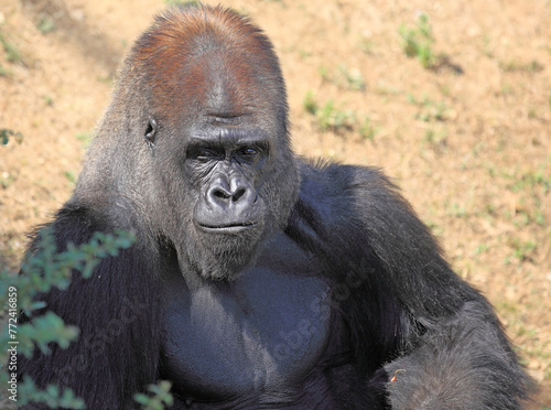 Portrait d'un gorille dos argenté