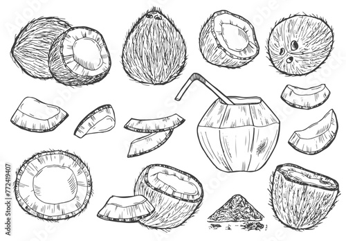 Coconut graphic black white isolated sketch illustration vector