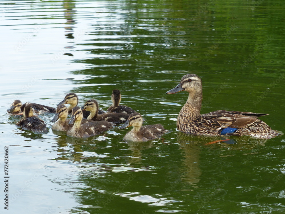 Canard et ses petits cannetons Canard et ses petits cannetons