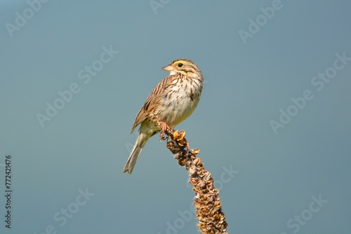 A Savannah Sparrow is Perched on Foliage. 