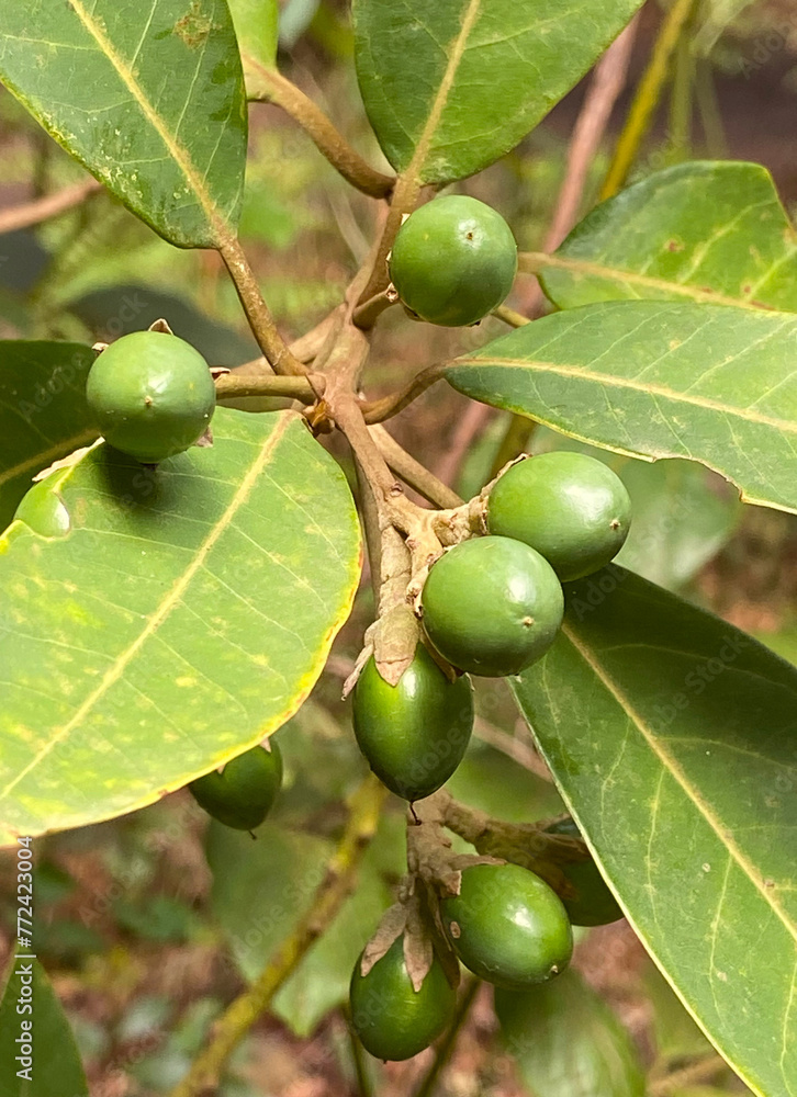 Persea indica with fruits close up.Is an evergreen tree in the laurel family native to Madeira and the Canary Islands.Selective focus. Persea indica with fruits close up.Is an evergreen tree in the laurel family native to Madeira and the Canary Islands.Selective focus.
