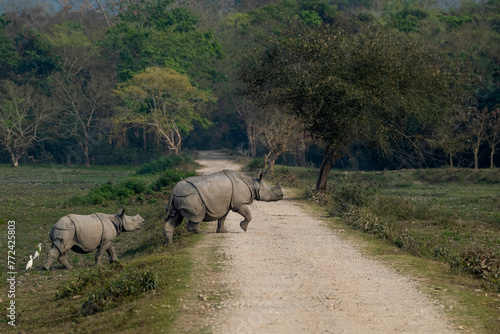 Indian one-horned rhinoceroses in the wild