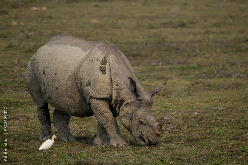 Indian one-horned rhinoceroses in the wild Indian one-horned rhinoceroses in the wild