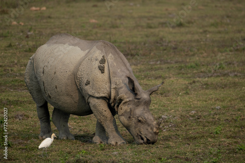 Indian one-horned rhinoceroses in the wild