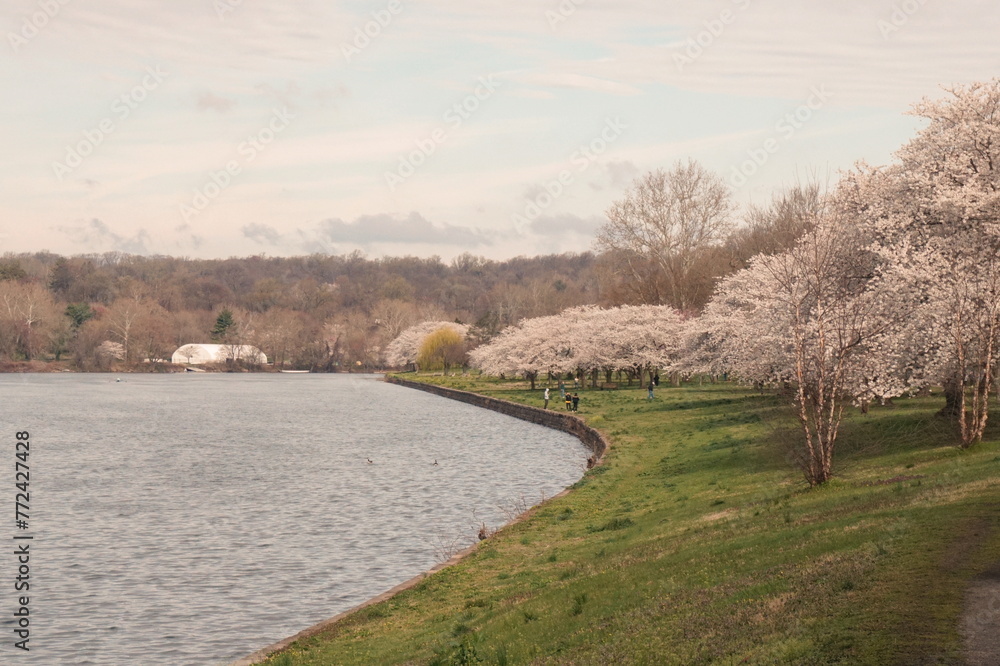 Blossoming Cherry Trees on the Banks of a River in Spring