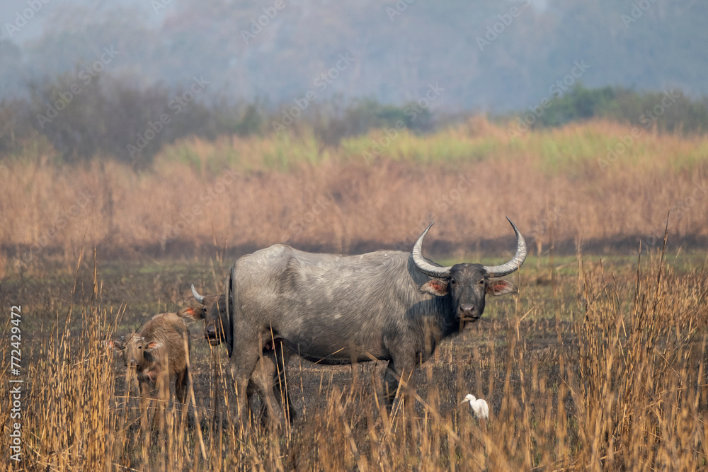 Wild water buffalo in the nature Wild water buffalo in the nature
