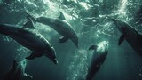 Underwater footage of dolphins swimming in the ocean