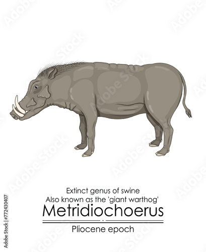 Extinct genus of swine Metridiochoerus, also known as the giant warthog from Pliocene epoch.