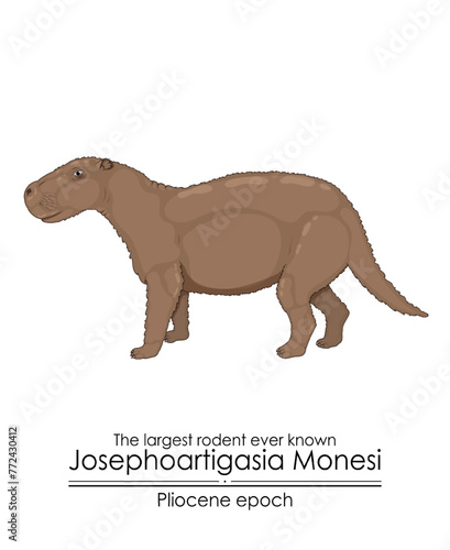 The largest rodent ever known Josephoartigasia Monesi from Pliocene epoch.
