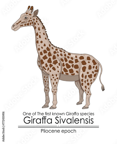 One of The first known Giraffa species Giraffa Sivalensis from Pliocene epoch.