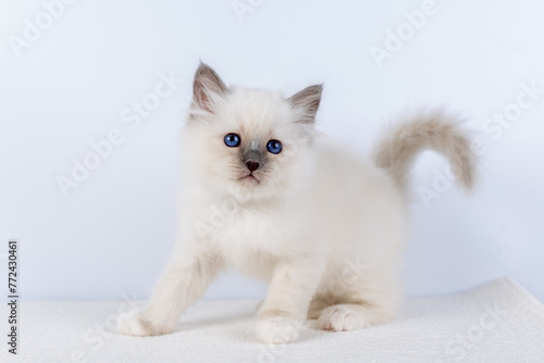 Sacred Birman kitten, birma Cat