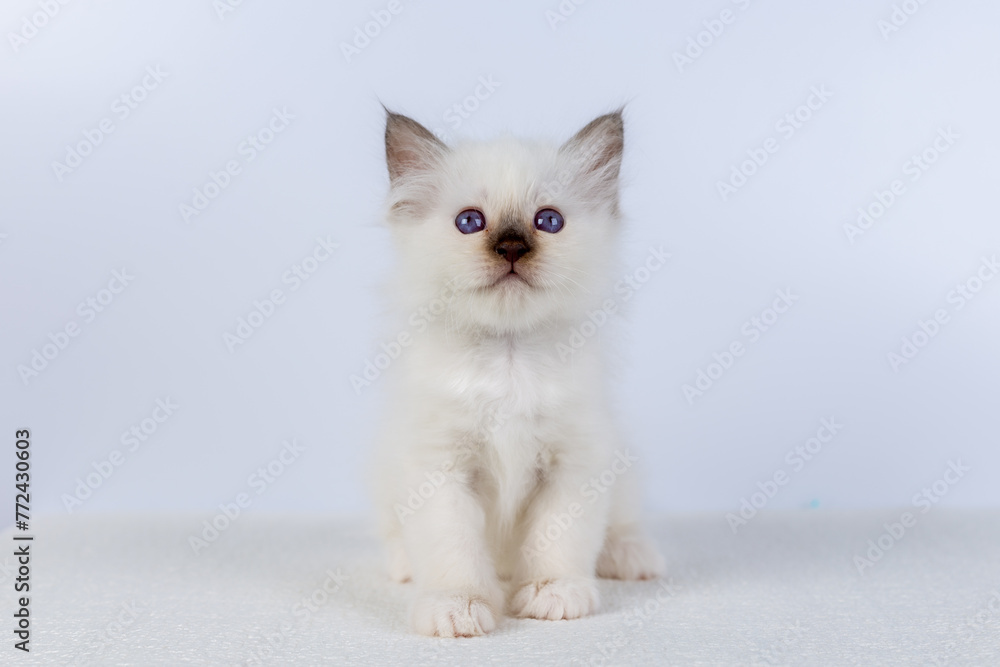 Sacred Birman kitten, birma Cat