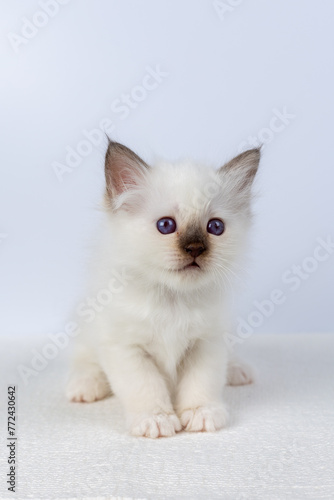 Sacred Birman kitten, birma Cat