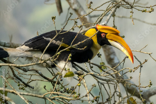 Great Indian hornbill in the wild