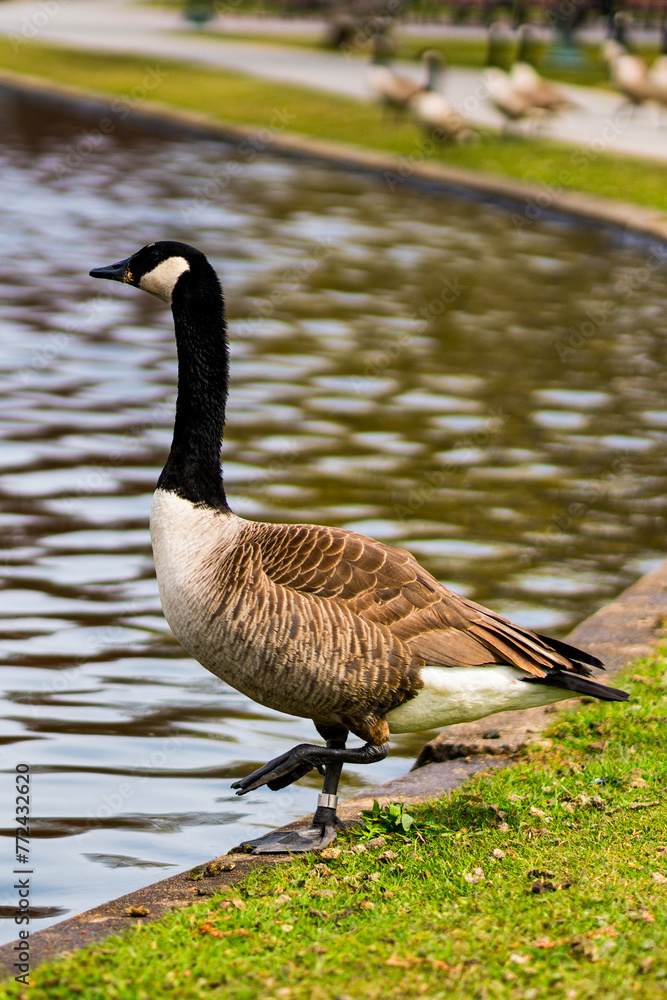 Canada geese in a park in spring Canada geese in a park in spring