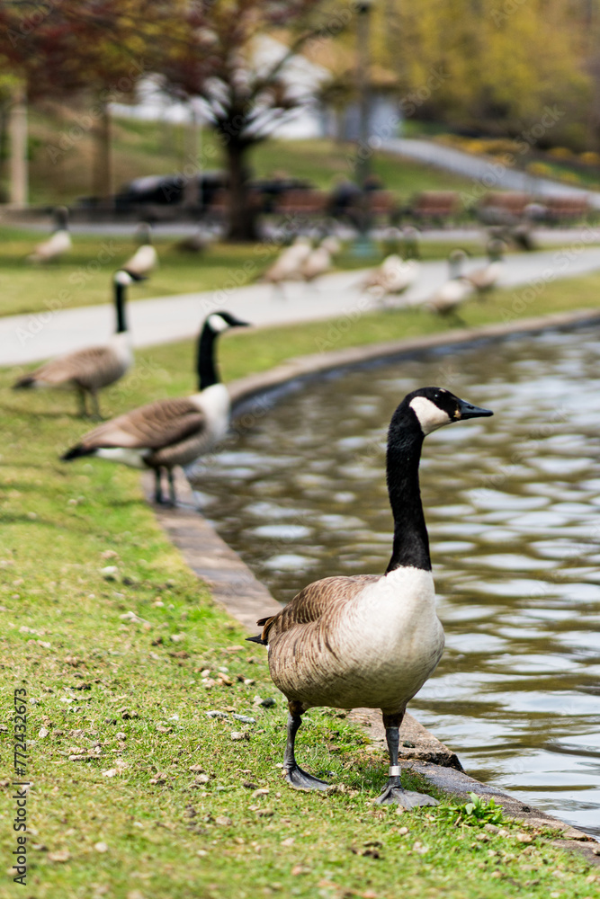 Canada geese in a park in spring Canada geese in a park in spring