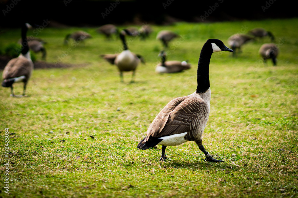 Canada geese in a park in spring Canada geese in a park in spring