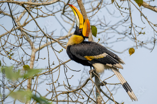 Great Indian hornbill in the wild