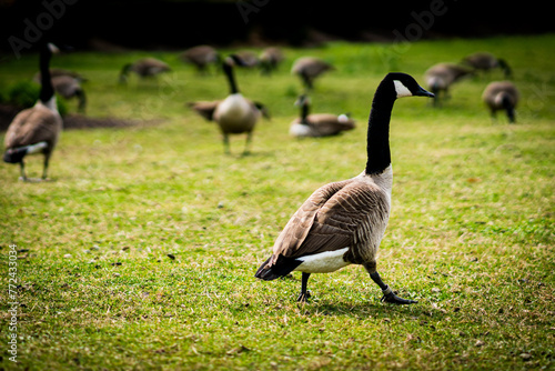 Canada geese in a park in spring
