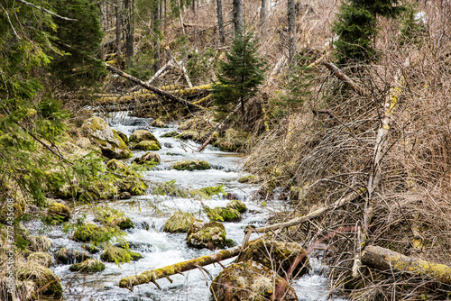 Potok w Dolinie Chochołowskiej © Arkadiusz