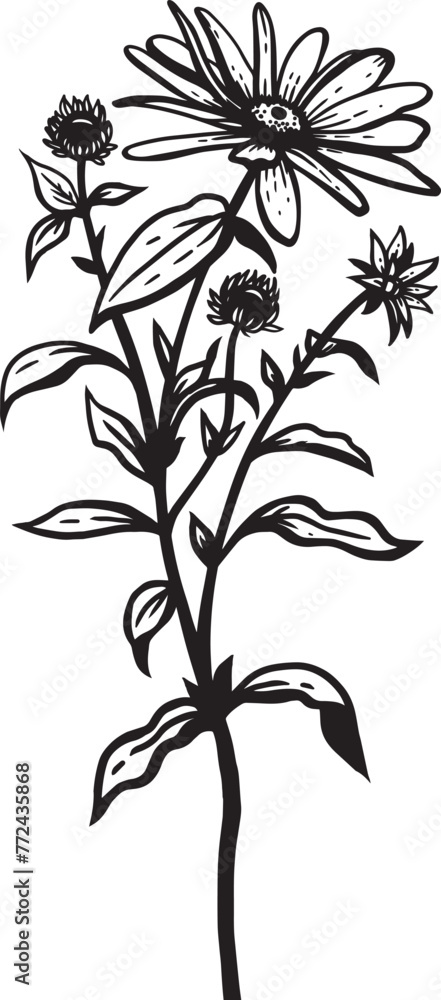 Black Eyed Susan. Hand drawn vector plant illustration
