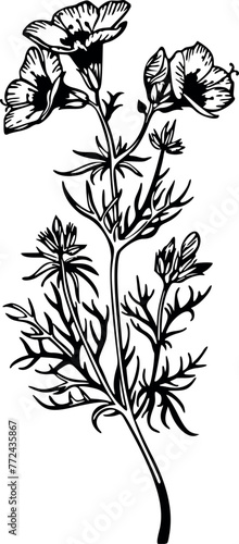 Birds Eyes Gilia tricolor. Hand drawn vector plant illustration photo