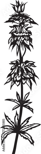 Lemon mint flower. Hand drawn vector plant illustration