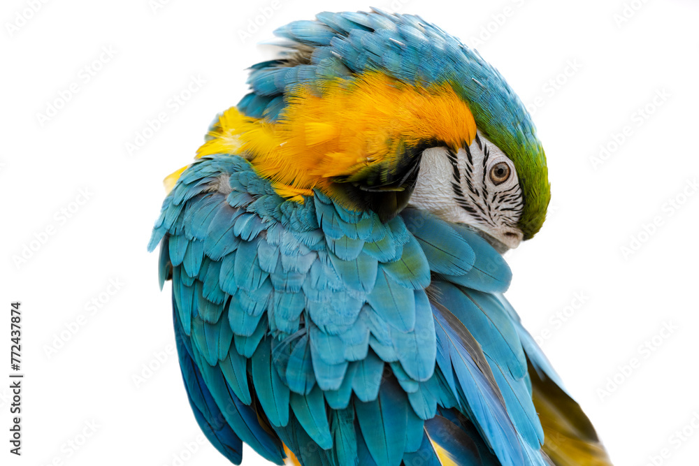 Colorful macaw bird isolate on white background.Blue and gold Macaw parrot.Exotic colorful beautiful African macaw parrot.Bird watching in safari, South Africa wildlife.