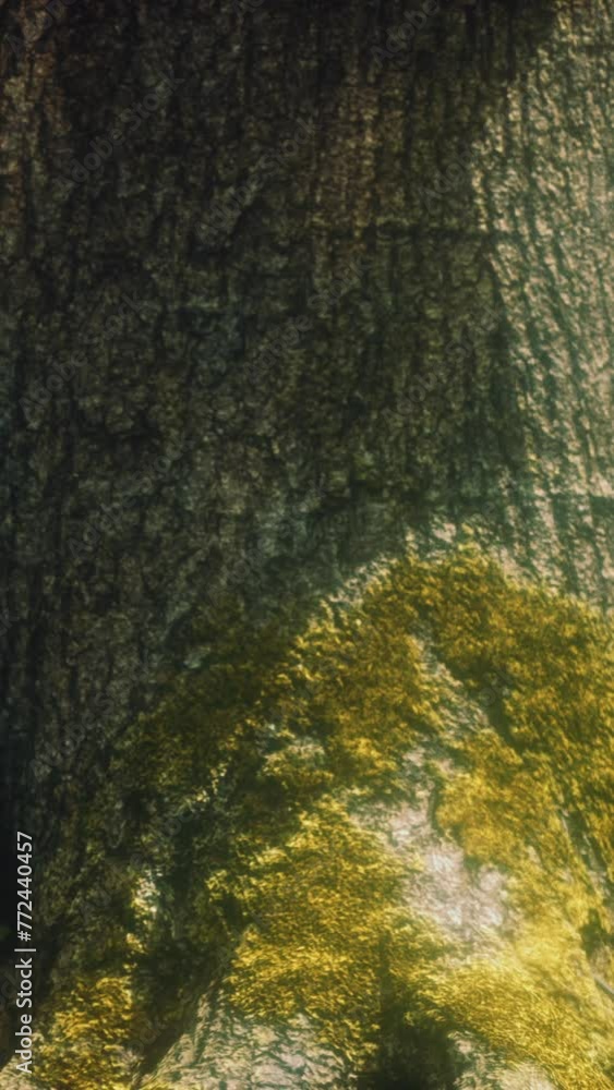 tree roots and sunshine in a green forest with moss tree roots and sunshine in a green forest with moss