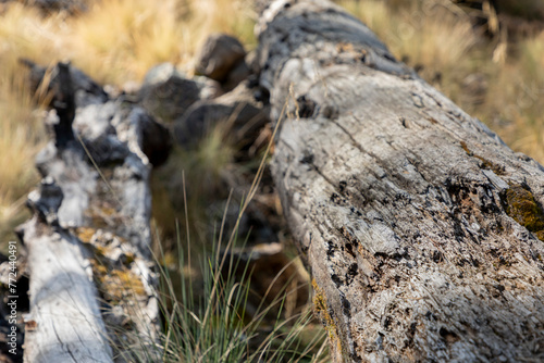 An old log lying in the middle of the forest showing the passage of time.