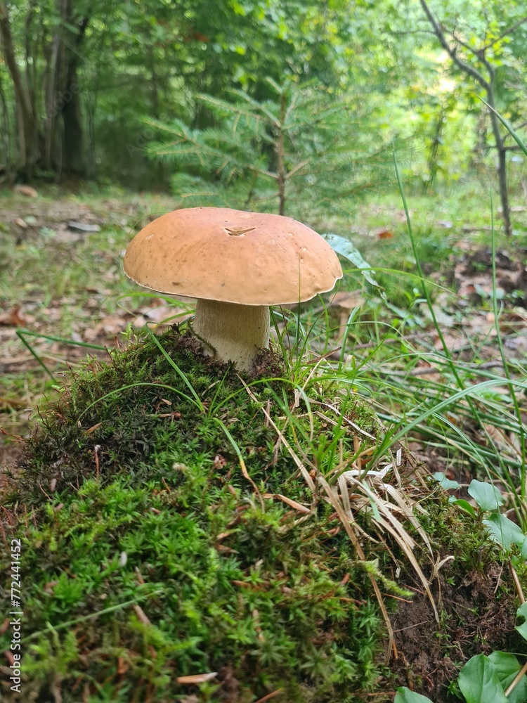 mushrooms in the forest mushrooms in the forest