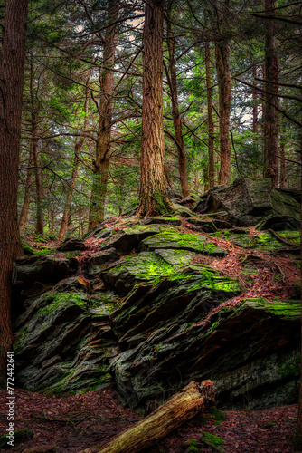 Spring at Ricketts Glen State Park in Benton PA.  Known for its 21 waterfalls and old-growth forest and boulders.  Hiking the loop on a cold Spring Day.  