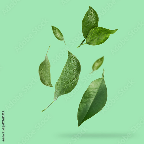 Set of flying green lemon leaves isolated on white background with drops isolated on white background. Earth Day concept. With clipping path. © kasia2003
