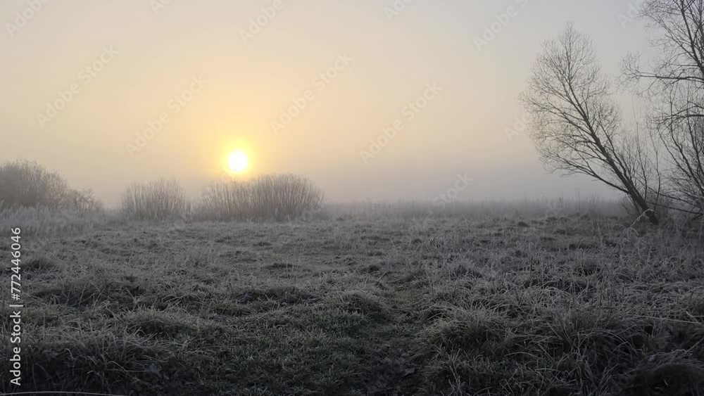 foggy morning and birdsong at sunrise foggy morning and birdsong at sunrise