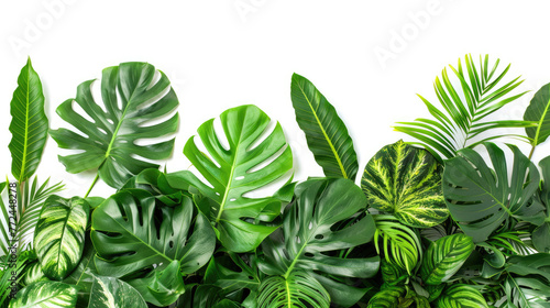Green tropical leaves isolated on white background, arrangement of plants and bushes. Concept of foliage, tree, palm, natural leaf, greenery