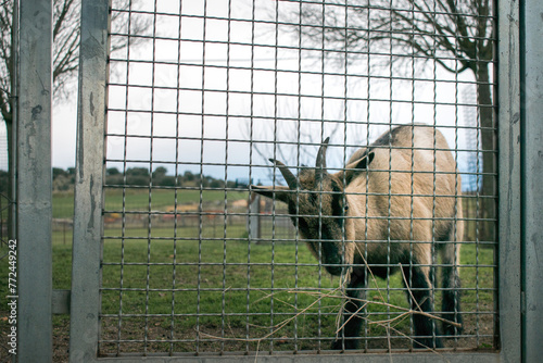 A goat animal behind a fence in a field