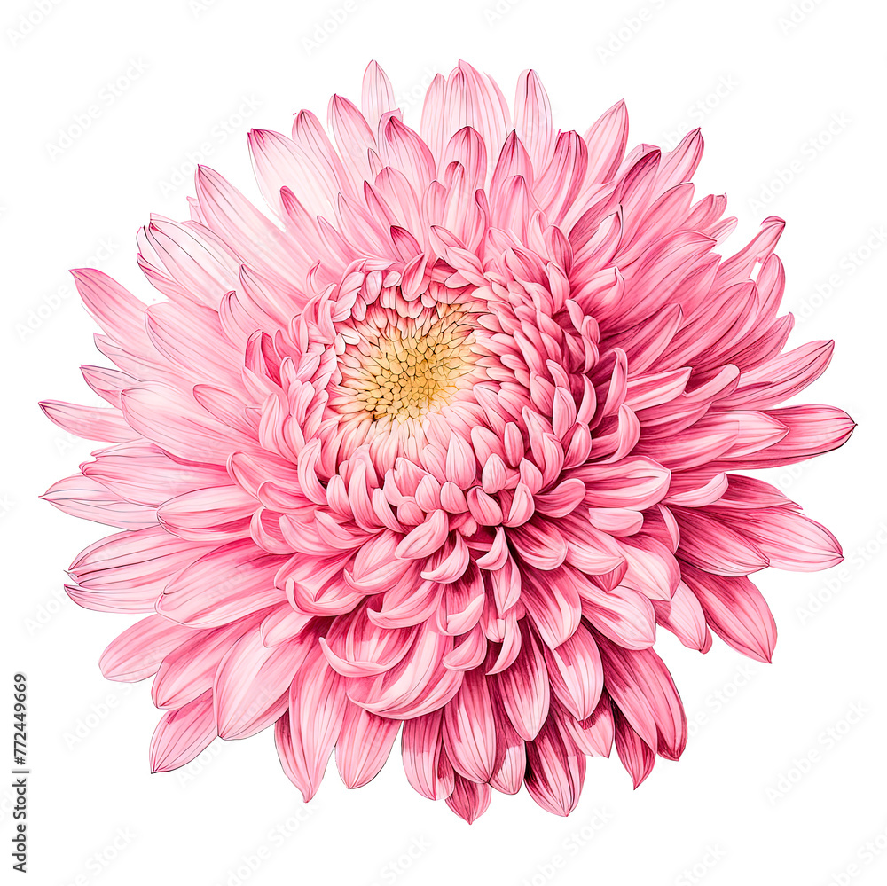 Pink chrysanthemum flower on a white background is isolated in the style of ancient botanical illustrations.