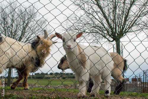 goat animals behind a fence in a field