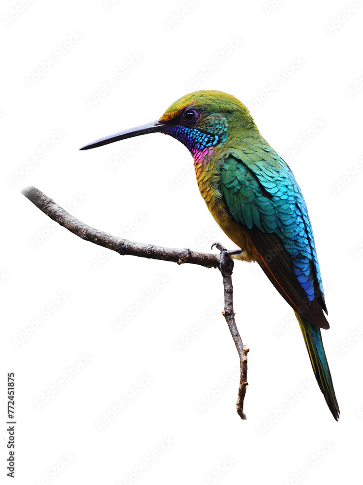 Obraz premium Close-up of a colorful hummingbird resting on a twig, captured against a pure white background,