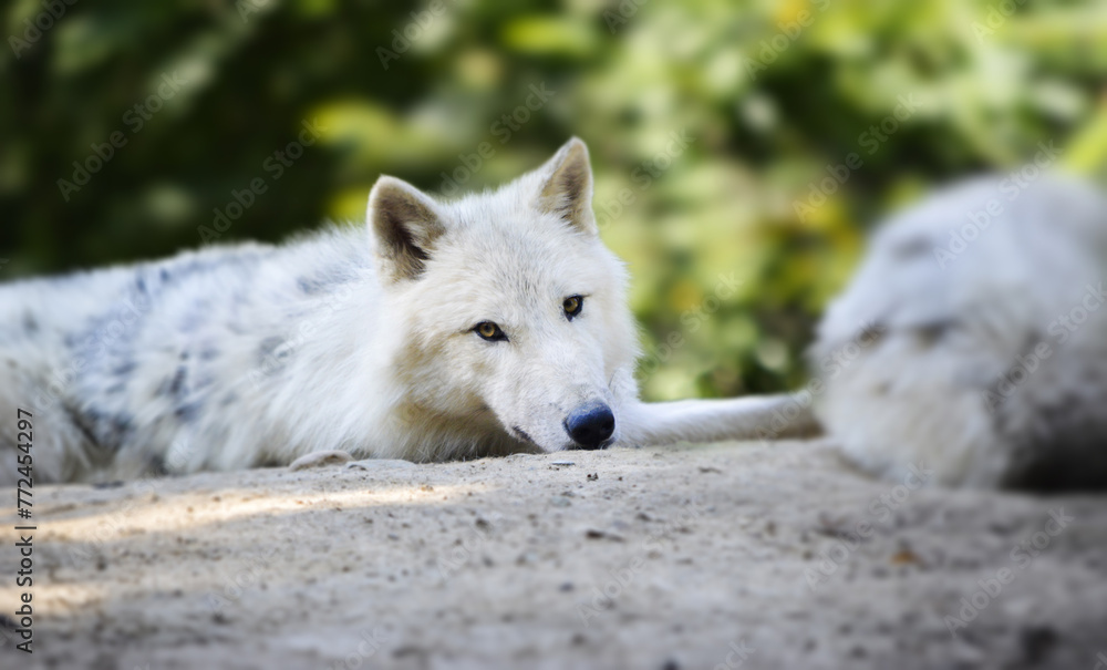 Portrait of beuatiful white arctic wolf also known as Canis lupus arctos. Portrait of beuatiful white arctic wolf also known as Canis lupus arctos.
