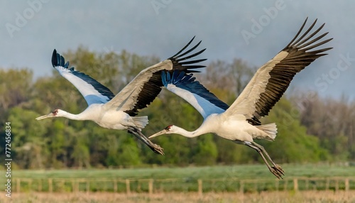 Two whooping crane birds - Grus americana - is an endangered crane species, native to North America named for its whooping calls flying in flight with blue sky and tree line background © Chase D’Animulls