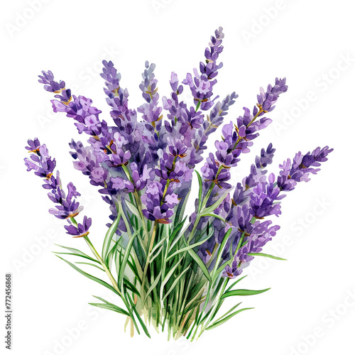 watercolor illustration with lavender flowers  composition of lavender flowers  bouquet of lavender flowers