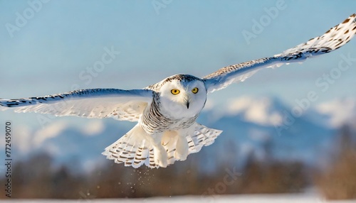 snowy owl - Bubo scandiacus -  aka polar, Arctic owl is a large, white owl of the true owl family. Snowy owls are native to the Arctic regions of both North America and the Palearctic.  In flight photo