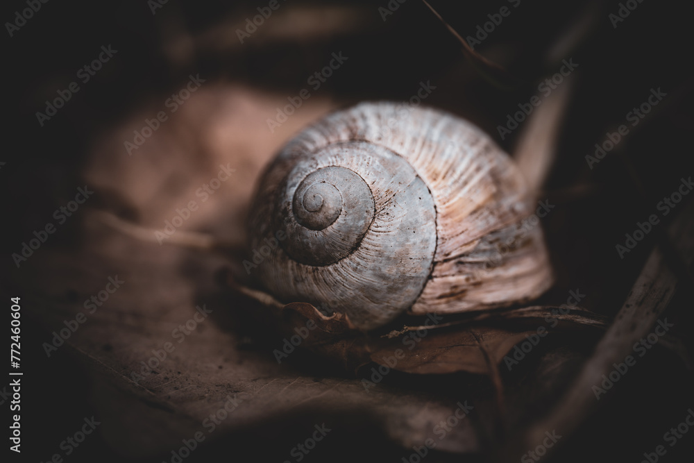 Schneckenzuhause Schneckenzuhause