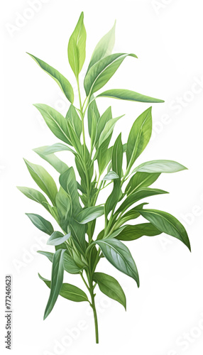  Fresh Herbal Plant Andrographis Paniculata Leaves Nature  for banner design   Generate AI