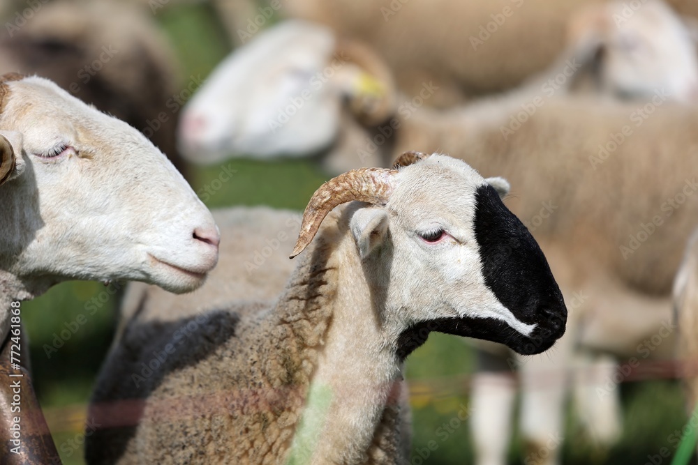 Obraz premium Brebis, mouton, maladie , fièvre catarrhale, langue bleue