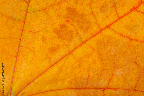 Beautiful autumn texture of maple leaves for background. Close-up macro shots of maple leaves with stunning detail. Ideal for fall themed designs or projects. Create a feeling of warmth and comfort