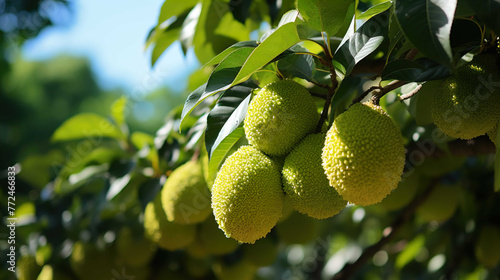  durian tree bearing fruit, from below, in the plantation  , Generate AI